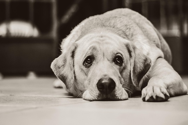 How to Treat Parasites in Dogs: Heartworm, Hookworm & Tapeworm Explained