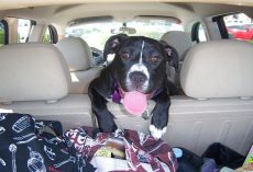 Best Dog Car Seats: Safe, Comfy Rides for Your Most Precious Passenger