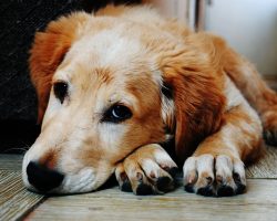 What’s a Normal Dog Temperature? Here’s the Average — And How to Check It Safely