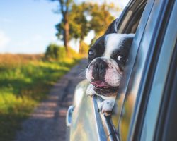 Dog Car Anxiety: Signs, Causes, and How to Help Your Pup Enjoy the Ride