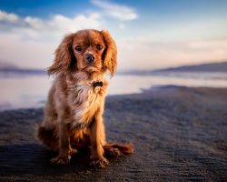 Dog Beach Safety: 10 Smart Tips to Keep Your Pup Safe by the Sea
