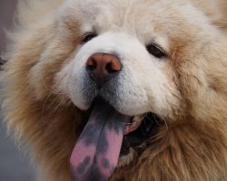 How Hot Is Too Hot for Dogs? What Every Pet Parent Should Know