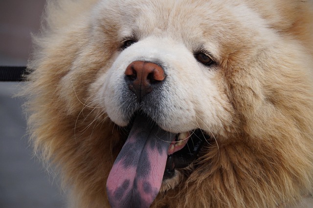 How Hot Is Too Hot for Dogs? What Every Pet Parent Should Know