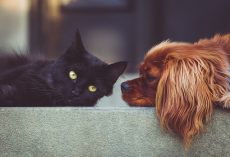The Stress-Free Guide To Introducing Your Cat and Dog (Without Any Chaos)