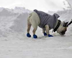 Dog Shoes 101: The Best Booties for Every Season, Surface, and Adventure