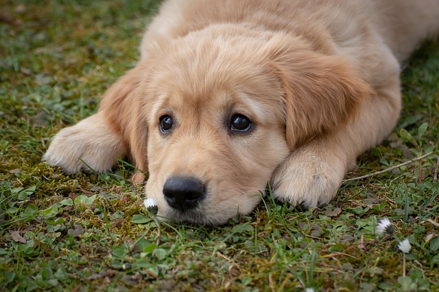 The Ultimate New Puppy Checklist: Everything You Need for Your New Best Friend