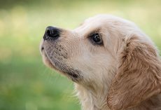 Vet-Approved Flea & Tick Solutions To Keep Your Dog Protected All Season