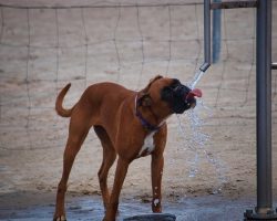 Dehydration in Dogs: Common Causes, Warning Signs, and When to Call the Vet