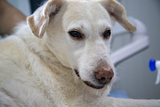 Can Dogs Get Lyme Disease? What Pet Parents Need to Know