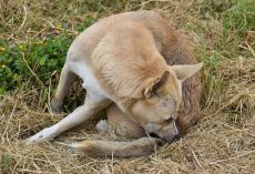 Tick Prevention for Dogs: 6 Effective Ways to Keep Ticks Away
