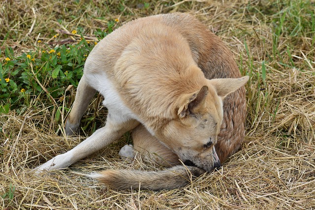 Tick Prevention for Dogs: 6 Effective Ways to Keep Ticks Away