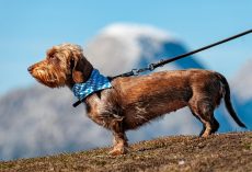 The 10 Best Dog Leashes (Trainer-Approved) & How To Choose the Right One
