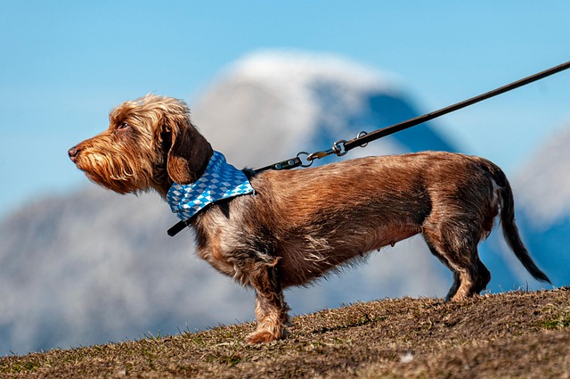 The 10 Best Dog Leashes (Trainer-Approved) & How To Choose the Right One