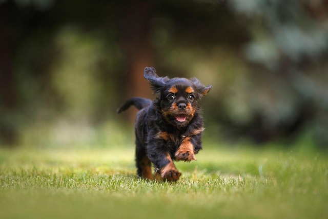 Help! My Dog Keeps Running Away — Why It Happens And How To Stop It