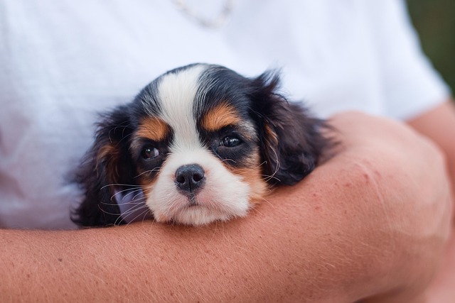 Microchipping Your Pet: How It Works — And Why It’s Absolutely Worth It
