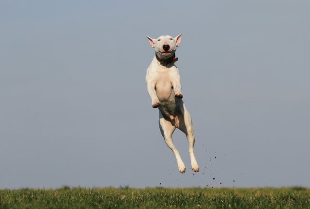 How to Stop Your Dog From Jumping (Without Stressing You Both Out)