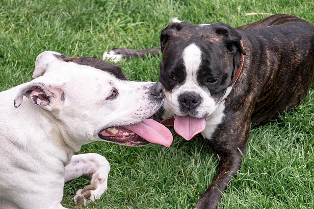 13 Reasons Dogs Pant — And When You Should Worry