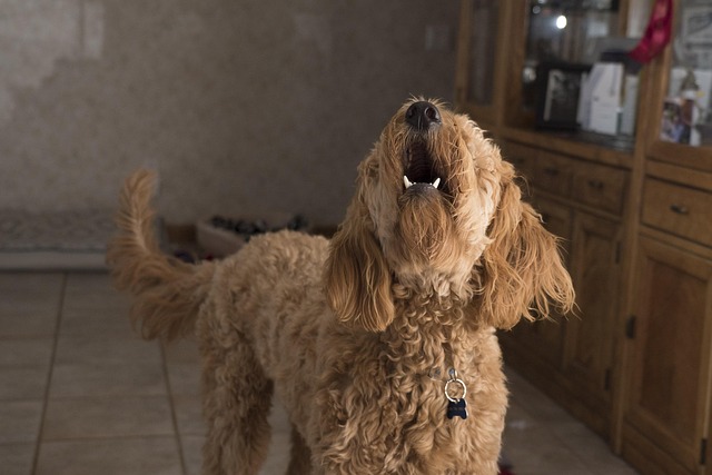 Help! My Dog Won’t Stop Barking — Here’s What It Really Means