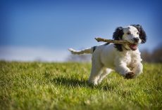 Teaching Your Dog to Fetch: A Fun, Simple Guide for Every Pup