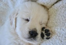 The Real Secret to Getting Your Puppy to Sleep Through the Night