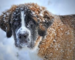 How Cold Is Too Cold for Dogs? What All Dog Parents Need To Know
