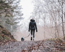 Hands-Free Dog Leashes: The Top 3 Trainer-Approved Picks