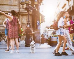 How Hot Is Too Hot to Walk Your Dog? What Every Pet Parent Should Know