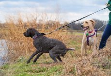 How To Teach Your Dog To Stop Pulling On the Leash