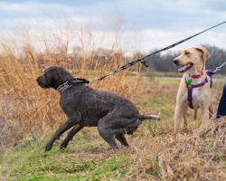 How To Teach Your Dog To Stop Pulling On the Leash