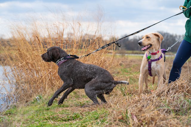 How To Teach Your Dog To Stop Pulling On the Leash