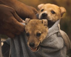 Kennel Cough in Dogs: What It Is, What Causes It, and How to Spot the Symptoms