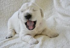 The Real Reason Your Puppy Won’t Stop Whining — And How To Fix It