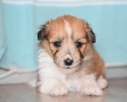 How To Help a Nervous Rescue Dog Feel Safe, Loved, and At Home