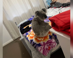 Dogs Start Barking — And Homeowners Discover A Frightened Koala On Their Bed