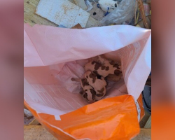 Worker Hears Cries From Dumpster — Then Spots A Dog Food Bag Moving Inside