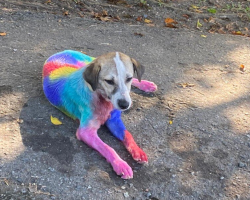 Street Dog Vanishes — Then Returns Days Later Shaking And Covered In Rainbow Paint