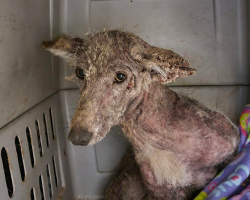 DNA Test Finally Solves Mystery Of Animal Found Shivering Outside Woman’s Door