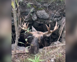 Teen Hears A Loud Crash In The Woods — Then Discovers A Massive Moose Trapped In A Well