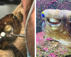 Pufferfish Leaves The Dentist Beaming After Getting The Perfect New Smile