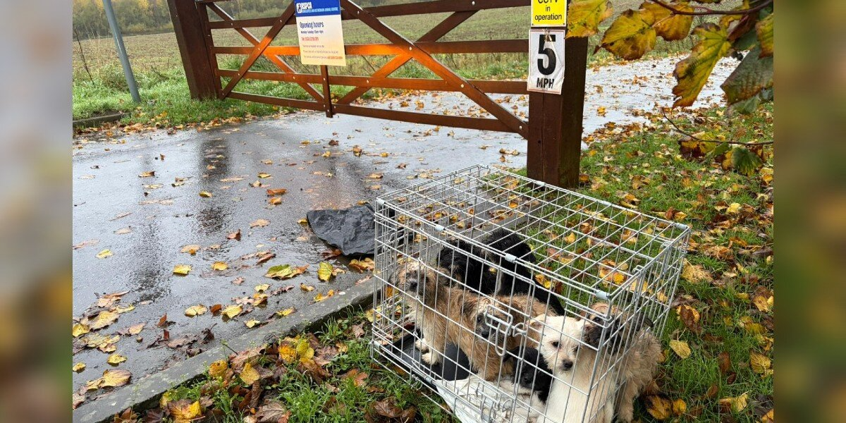 Worker Shows Up During Storm — And Finds Crate Stuffed With Shivering Puppies