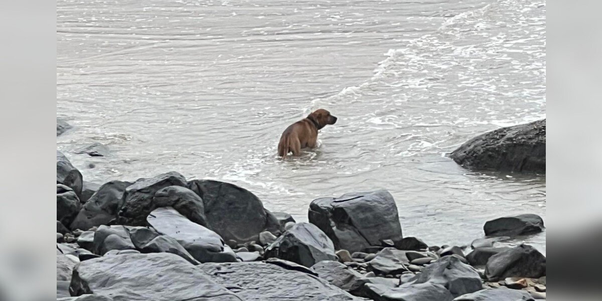 Dog Left Alone On Beach Spent Weeks Searching The Water For The Family Who Abandoned Him