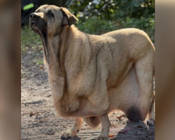 Man Is Amazed As His Rescue Dog Slowly Turns Into An Adorable, Floppy “Puddle”