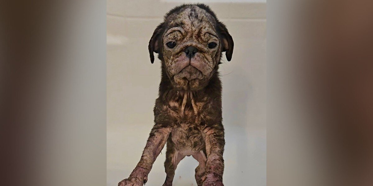 Pink, Wrinkly Puppy With Cracked Skin Is Unrecognizable After Finally Feeling Loved