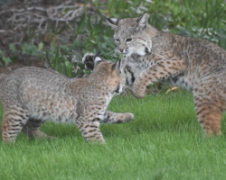 Wild Bobcat Mom And Kitten Turn Man’s Backyard Into A Playful Wonderland