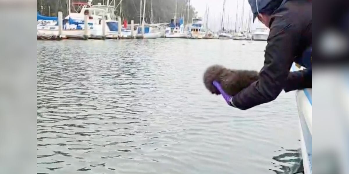 Rescuers Play Crying Baby’s Calls Over A Speaker — Then Watch An Otter Mom Rise From The Waves