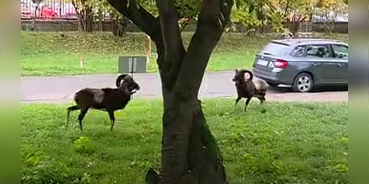 Hospital Visitor Looks Outside — And Spots An Unexpected Wildlife Battle Unfolding