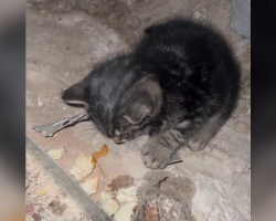 Construction Workers Hear Cries — And Discover A Frozen Kitten Clinging To Life