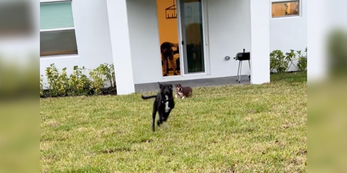 Couple Finally Gives Their Four Dogs a Yard — and Their Reactions Say Everything