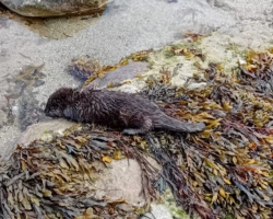 Beachgoers Spot Tiny Animal After Storm — Then Realize a Wild Baby Needs Help Fast
