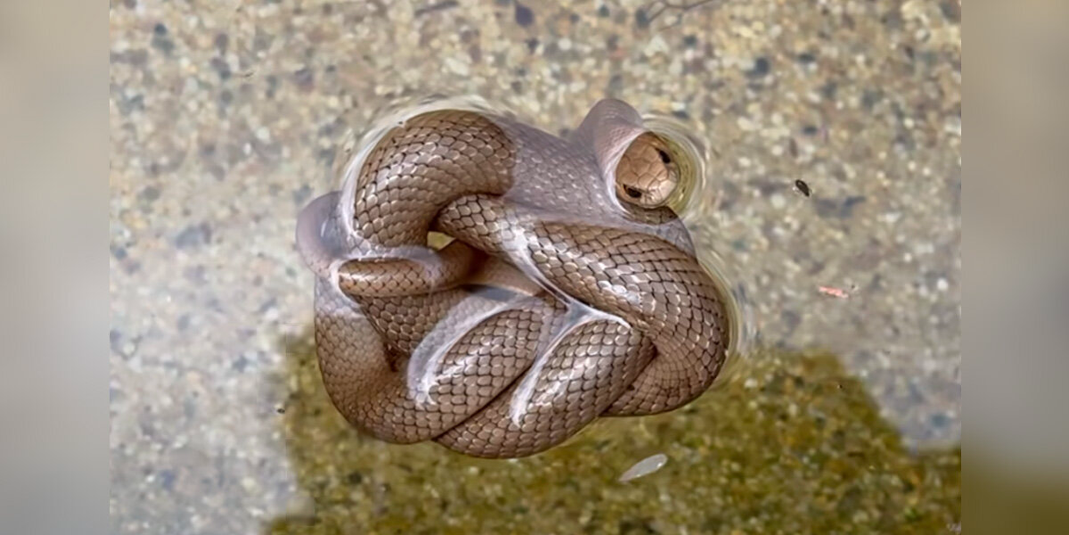 Veteran Snake Catcher Is Stunned After Discovering The Ingenious Way Trapped Snake Stayed Alive